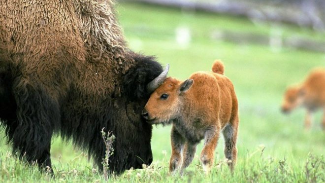 Romanian bisons, from monitorulcj.ro